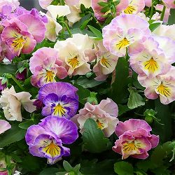 MSKガーデン中大輪フリンジパンジー：フレンチカンカン　七変化3号ポット 24株セット