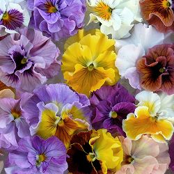 うえたコレクションパンジー：天の羽衣（あまのはごろも）3.5号ポット 3株セット