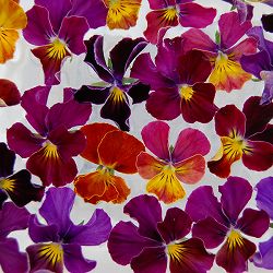 うえたコレクションビオラ：フェアリーフェネック3.5号ポット 3株セット