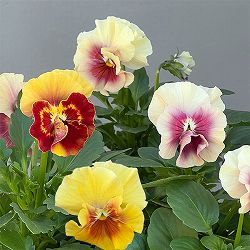 パンジー（フリル咲き）：アルバルーチェ3-3.5号ポット 6株セット