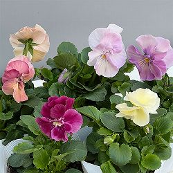 パンジー（八重咲き）：はごろも咲き　ベール3.5号ポット 24株セット