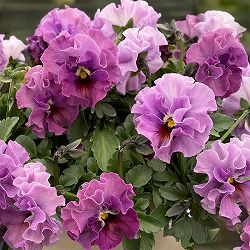 ビオラ（強フリル咲き）：ティアード3.5号ポット 3株セット