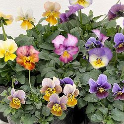 ビオラ：アンティーク系ミックス3号ポット 3株セット