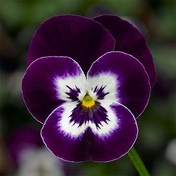 ビオラ：ディージェイ　バイオレットフェイス3.5号ポット 3株セット