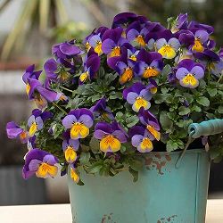 [送料無料]ビオラ：ディージェイ　ブルーウィズパープルウイング3.5号ポット 12株セット