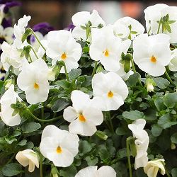 [送料無料]ビオラ：ディージェイ　ホワイト3.5号ポット 12株セット