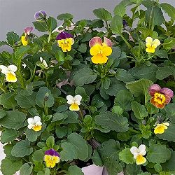 [送料無料]ビオラ：ナノ2.5号ロングポット 12株セット