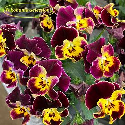 ビオラ：フレアーレッド3号ポット 3株セット