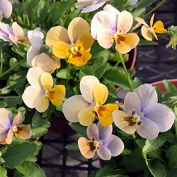 ビオラ：マリア3-3.5号ポット 3株セット