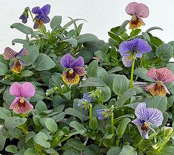 ビオラ：流星（りゅうせい）3.5号ポット 3株セット