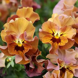 [送料無料]見元園芸さんのビオラ：ハニーグレイス3-3.5号ポット 12株セット