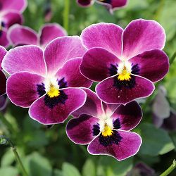 [送料無料]見元園芸さんのビオラ：つぶらなタヌキ あずき3-3.5号ポット* 12株セット