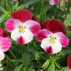 見元園芸さんのビオラ：春ららら3-3.5号ポット* 24株セット