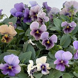 ビオラ：ふんわり（仮）3.5号ポット