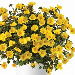 [26年5月中下旬予約]ポーチュラカ：夏チュラカ メガゴールド3号ポット