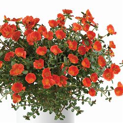 [26年5月中下旬予約]ポーチュラカ：夏チュラカ メガオレンジ3号ポット