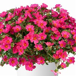 [26年5月中下旬予約]ポーチュラカ：夏チュラカ メガフクシア3号ポット