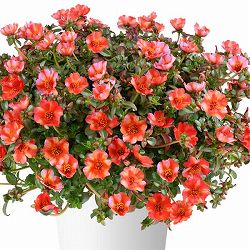 [26年5月中下旬予約]ポーチュラカ：夏チュラカ メガトロピカルストライプ3号ポット