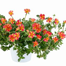 [26年5月中下旬予約]ポーチュラカ：夏チュラカ メガピンクストライプ3号ポット