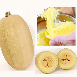 [26年4月下旬予約]そうめんかぼちゃ自根苗3.5号ポット