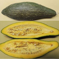 [26年4月下旬予約]カボチャ：甘龍（かんりゅう）自根苗3.5号ポット