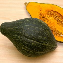 [26年4月下旬予約]カボチャ：ロロン南瓜自根苗3.5号ポット