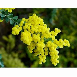 [26年2月中下旬予約]アカシア：三角葉（サンカクバ）アカシア6号鉢植え