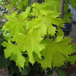 （わけあり特価）ノルウェーカエデ：プリンストンゴールド 7号ポット