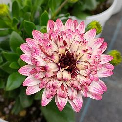 オステオスペルマム：プリンセス ラズベリータルト3.5号ポット