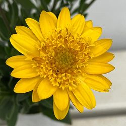 [26年1月中下旬予約]オステオスペルマム：プリンセス（八重）サニータルト4号鉢