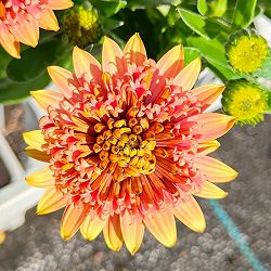 [26年1月中下旬予約]オステオスペルマム：リトルプリンセス キャラメリゼ3.5号ポット