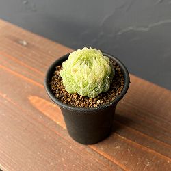 ハオルチア：翠雲錦2.5号スクエア鉢