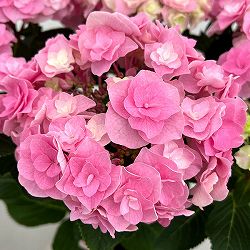 アジサイ：雷王（ライオウ）ピンク5号鉢植え