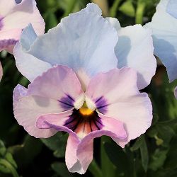 [送料無料]見元園芸さんのビオラ：ふわふわ金魚ちゃん3-3.5号ポット 24株セット