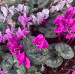 原種シクラメン：コウム（花色葉色見計らい）3号ポット