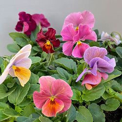 ビオラ：エボルベ　オーララ！　ピンク～ローズ系3.5号ポット