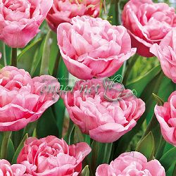 チューリップ：マリアージュ4号鉢植え