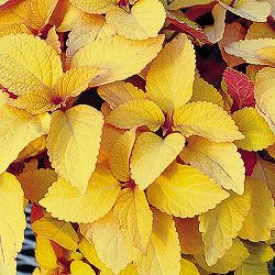 [26年5月中下旬予約]コリウス：ムーンライト3号ポット