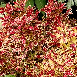 [26年5月中下旬予約]コリウス：マラケシュ3号ポット