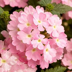 [26年4月上旬予約]バーベナ：エストレラ　タッフィピンク3.5号ポット