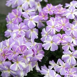 [26年4月上旬予約]バーベナ：エストレラ　ラベンダースター3.5号ポット