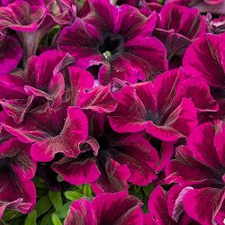 [26年4月上旬予約]ペチュニア：クレイジーチュニア コズミックパープル3.5号ポット