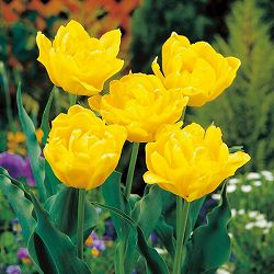 チューリップ：モンテカルロ4号鉢植え（5球入り）