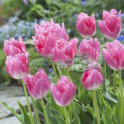 チューリップ：ファンシーフリル4号鉢植え