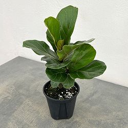 カシワバゴム：バンビーノ　3.5号硬質ポット