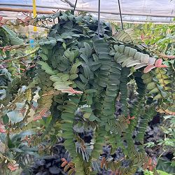 [26年1月中下旬予約]マルクグラフィア：ウンベラータ　8号吊り鉢