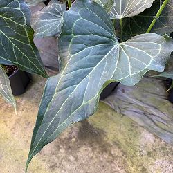 [26年1月中下旬予約]アンスリウム（原種）：デルタフォース　8号鉢植え