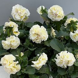 パンジー（八重咲き）：アチュード3.5号ポット 3株セット