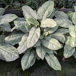 [26年1月中下旬予約]ディフェンバキア：プラチナ　8号鉢植え