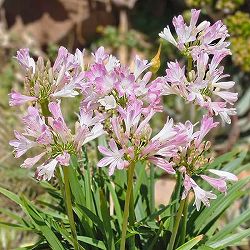 [26年4月下旬予約]アガパンサス：ブラッシュピンク3.5号ポット[7～9月頃開花　世界初のピンクのアガパンサス]